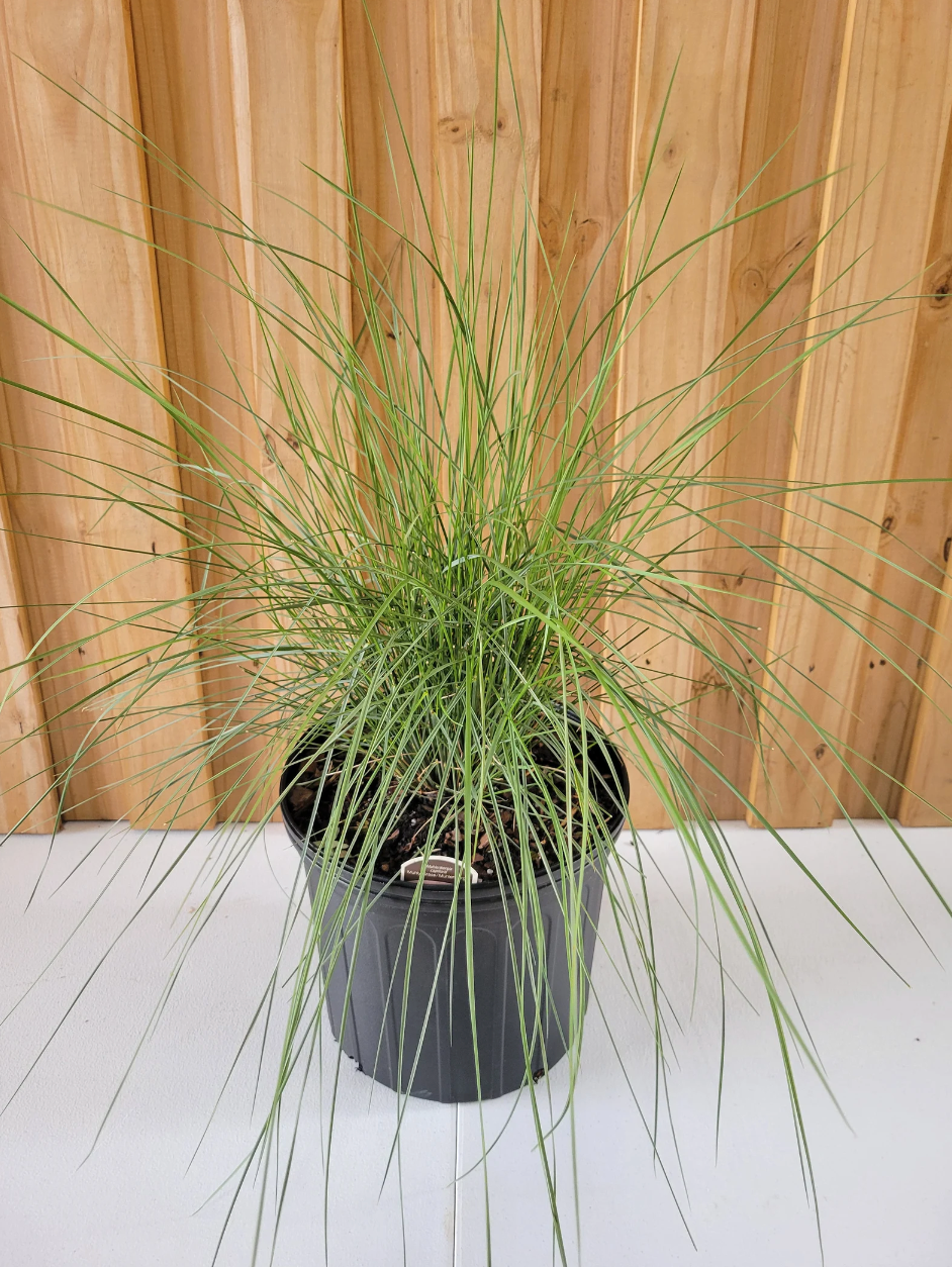 Pink Muhly Grass | Muhlenbergia capillaris