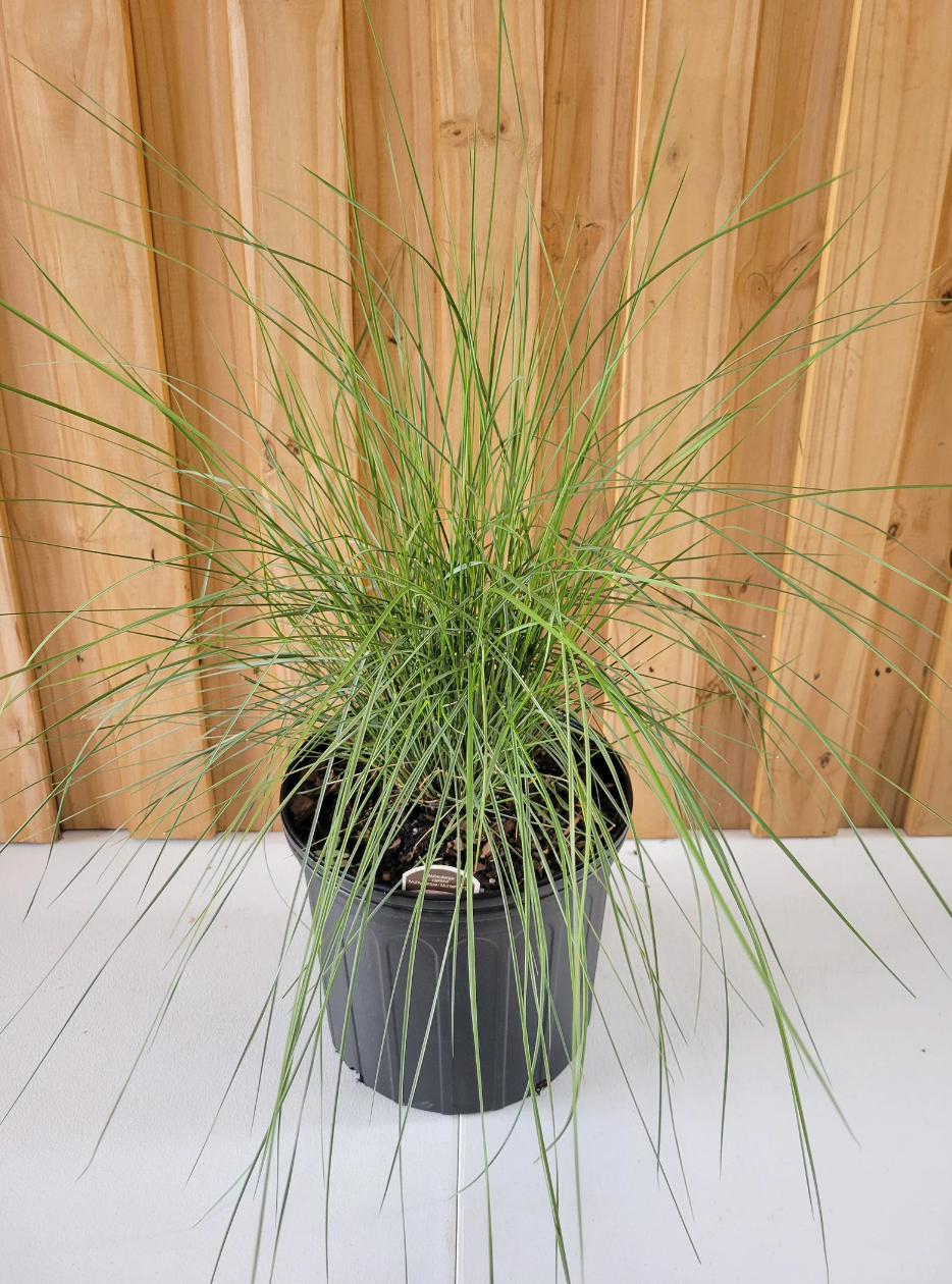 Pink Muhly Grass | Muhlenbergia capillaris
