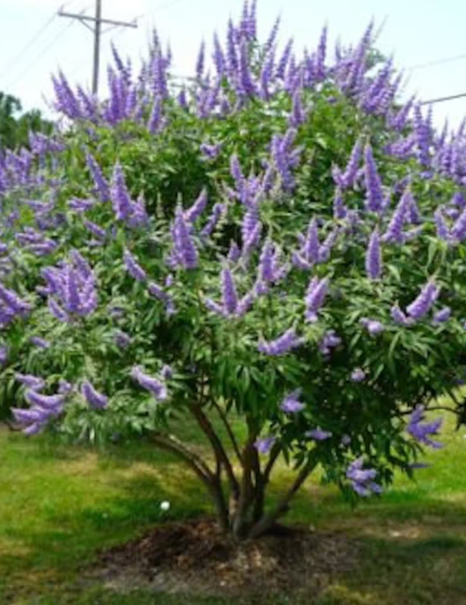Chaste Tree | Vitex angus castus 'Shoal Creek'