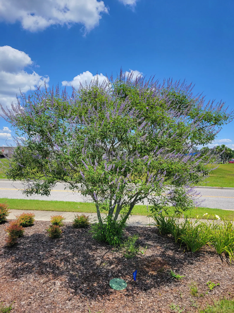 Chaste Tree | Vitex angus castus 'Shoal Creek'