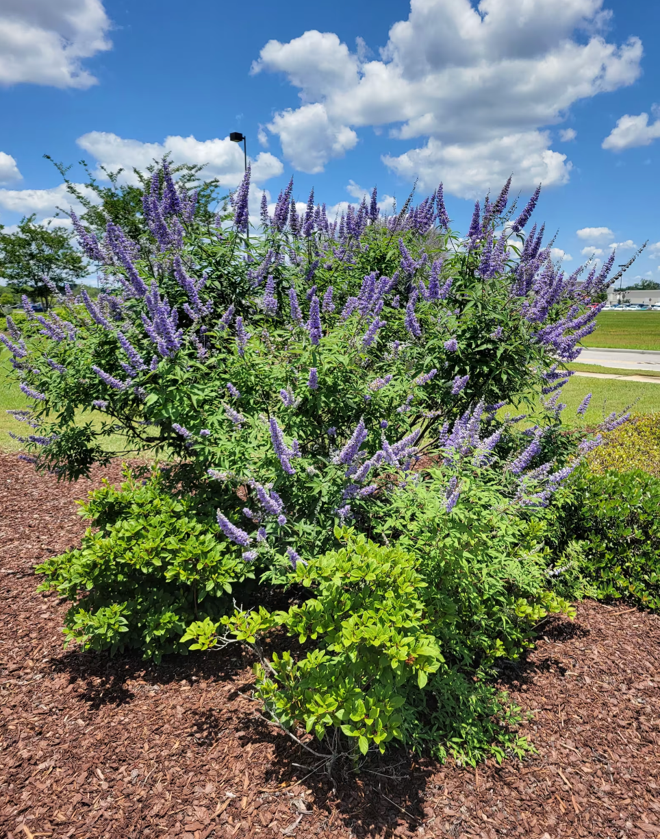 Chaste Tree | Vitex angus castus 'Shoal Creek'