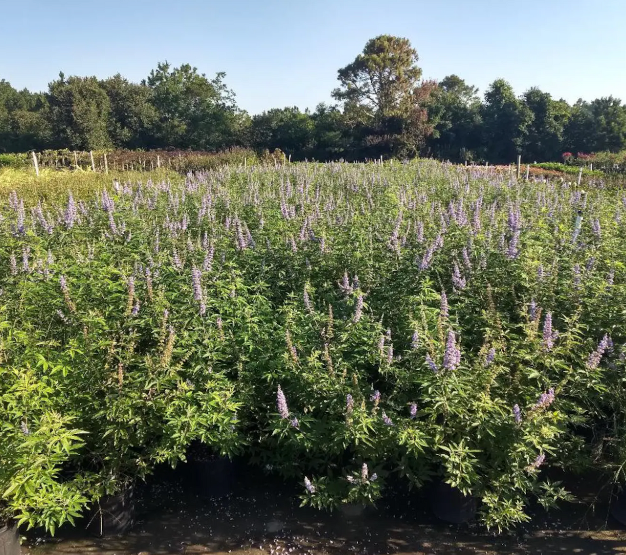Chaste Tree | Vitex angus castus 'Shoal Creek'