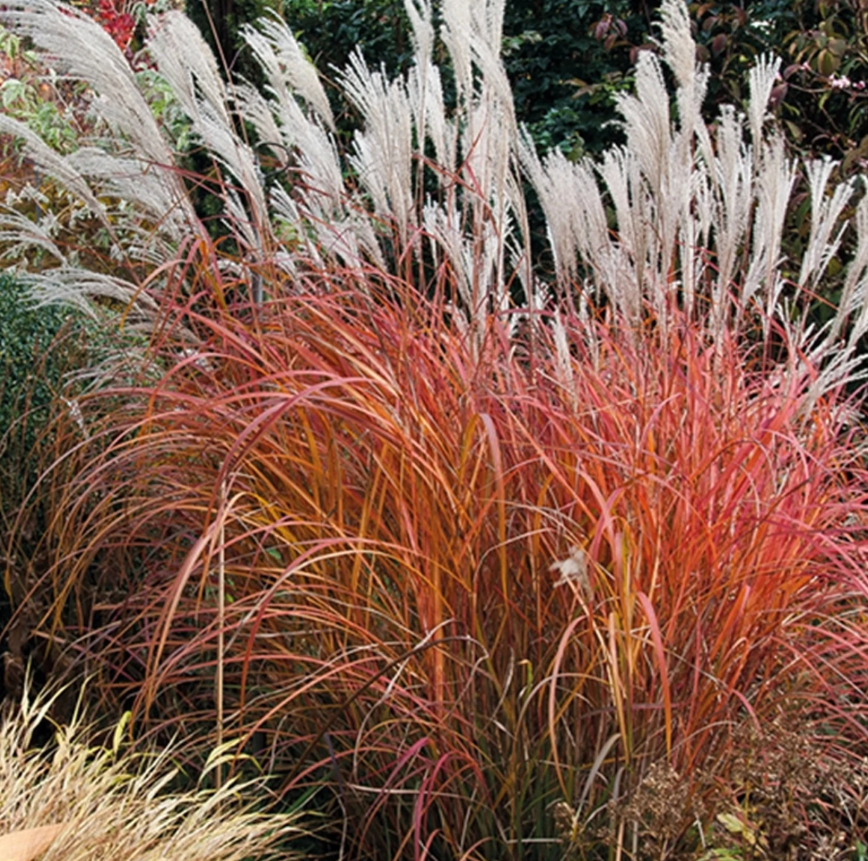 Fire Dragon Maiden Grass | Miscanthus sinensis Mystal™ PP# 30374
