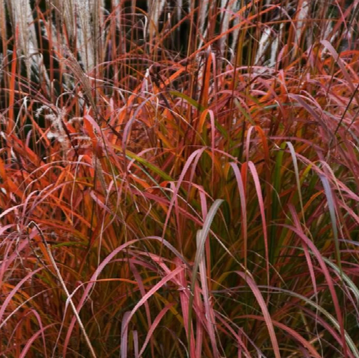 Fire Dragon Maiden Grass | Miscanthus sinensis Mystal™ PP# 30374