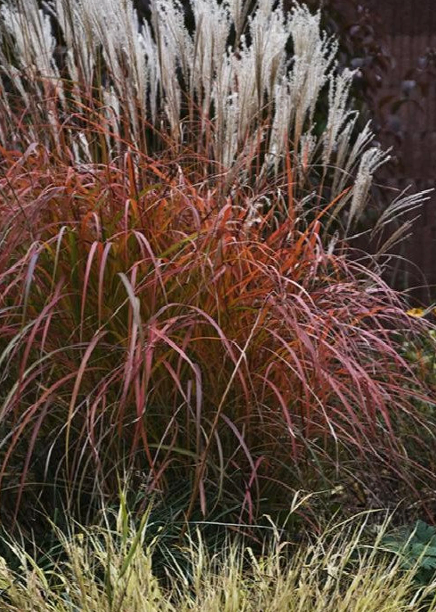 Fire Dragon Maiden Grass | Miscanthus sinensis Mystal™ PP# 30374