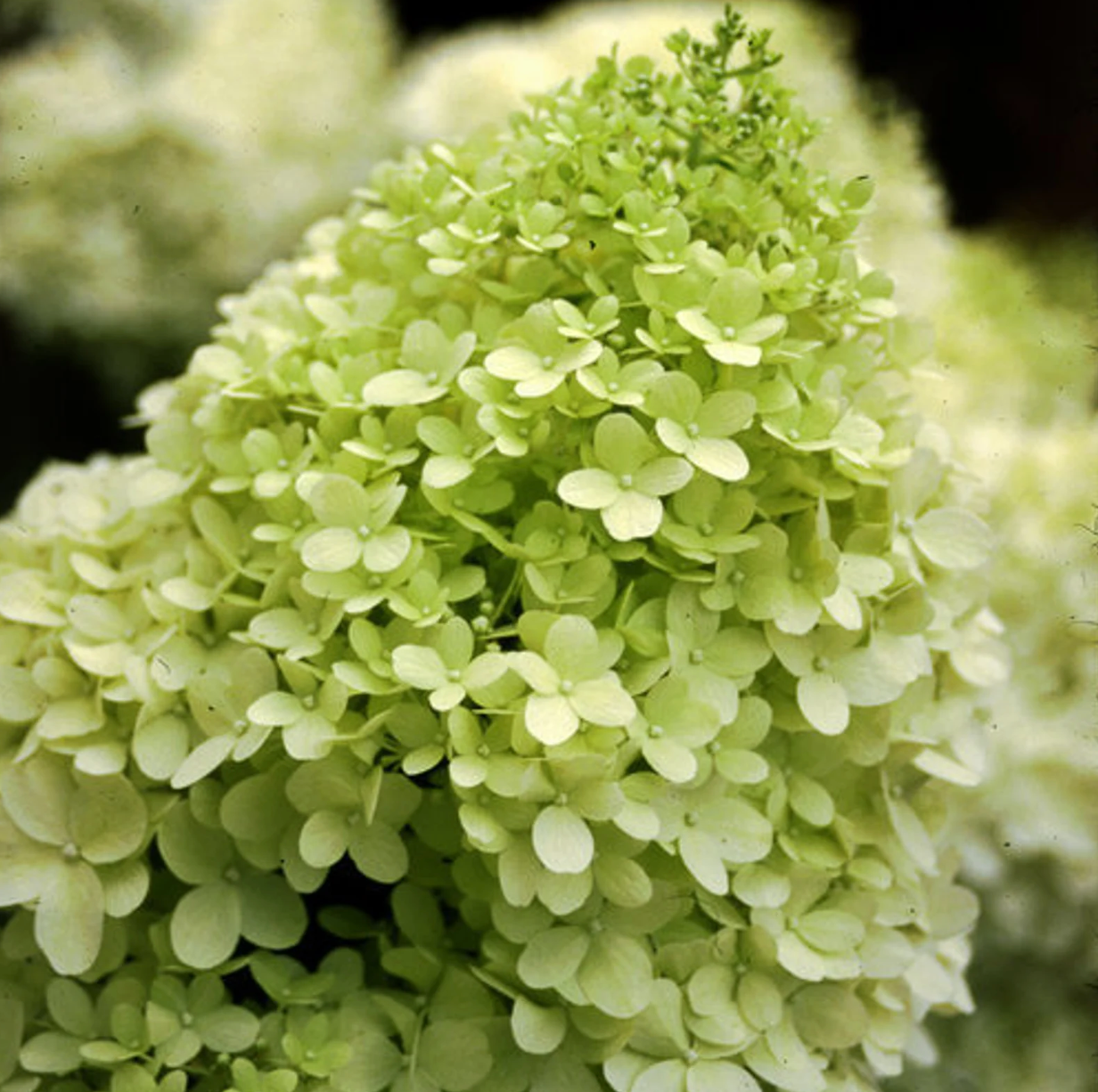 Limelight Hydrangea Tree | Proven Winners® Paniculata Hydrangea