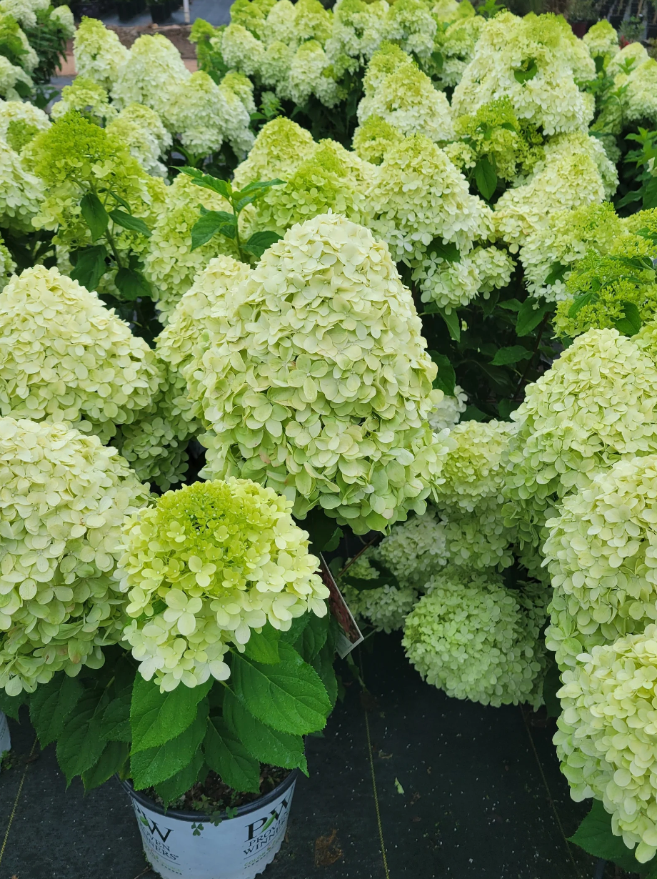 Limelight Hydrangea Tree | Proven Winners® Paniculata Hydrangea