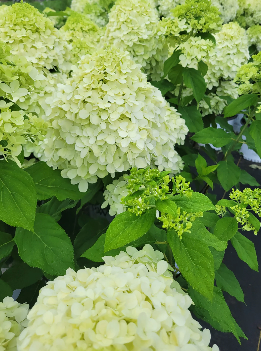 Limelight Hydrangea Tree | Proven Winners® Paniculata Hydrangea