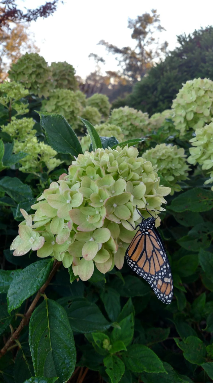 Limelight Hydrangea Tree | Proven Winners® Paniculata Hydrangea