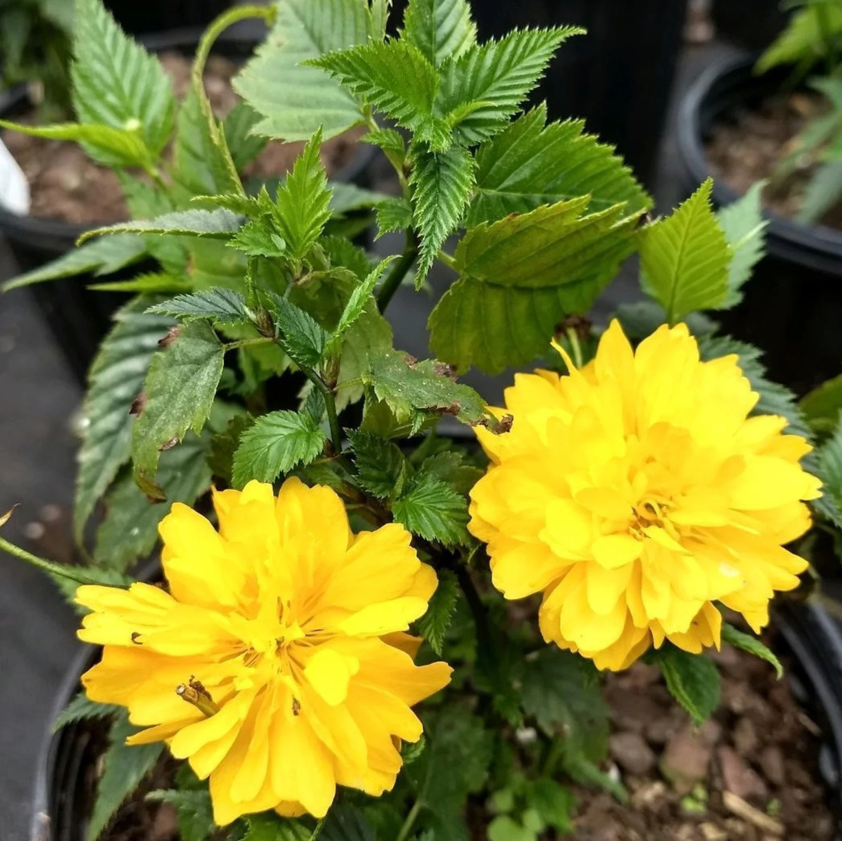 Double Flowering  Japanese Kerria | Kerria japonica 'Plenifolia'
