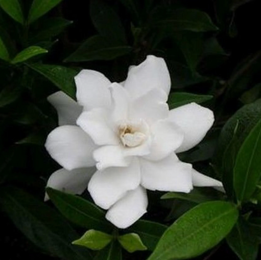 Frost Proof Gardenia