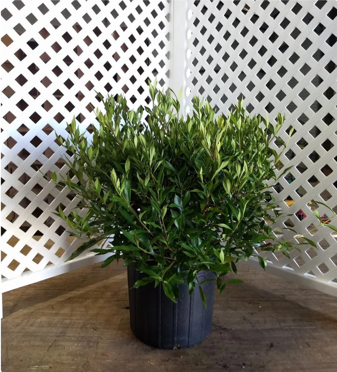 Frost Proof Gardenia