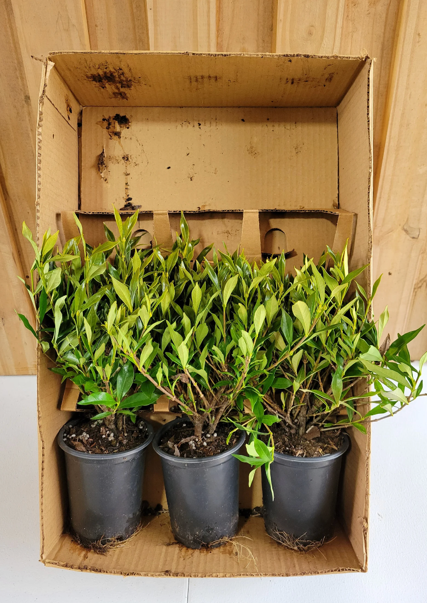 Frost Proof Gardenia