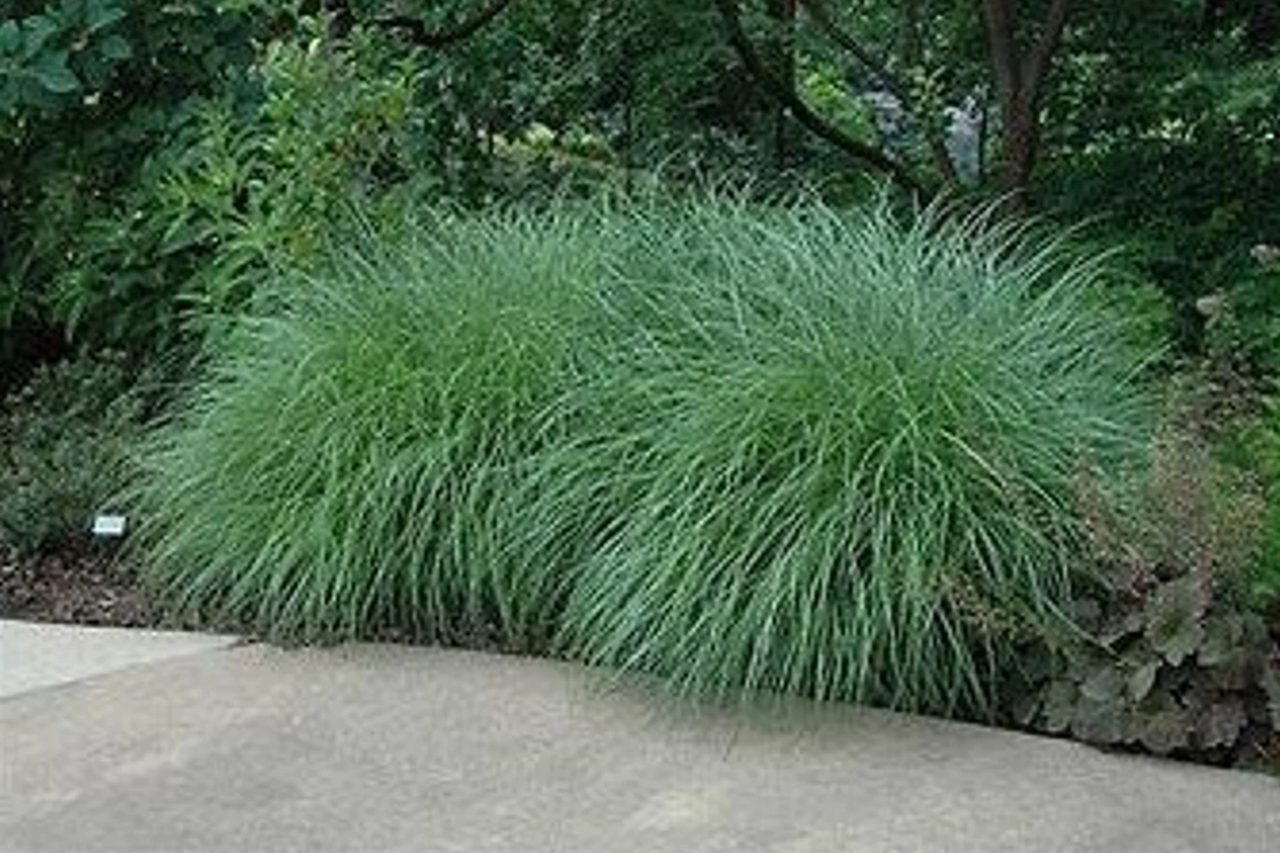 Little Kitten Dwarf Maiden Grass | Miscanthus sinensis 'Little Kitten'