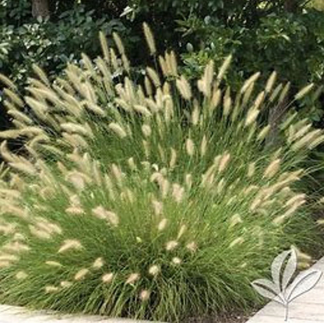 Little Kitten Dwarf Maiden Grass | Miscanthus sinensis 'Little Kitten'