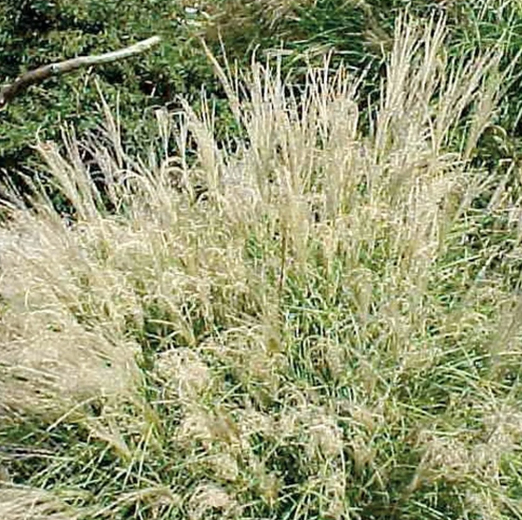 Little Kitten Dwarf Maiden Grass | Miscanthus sinensis 'Little Kitten'