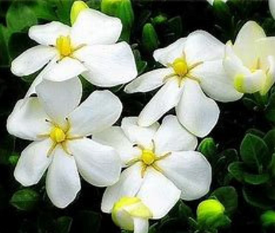 Kleim's Hardy Gardenia  | Gardenia jasminoides 'Kleim's Hardy'