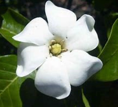 Kleim's Hardy Gardenia  | Gardenia jasminoides 'Kleim's Hardy'