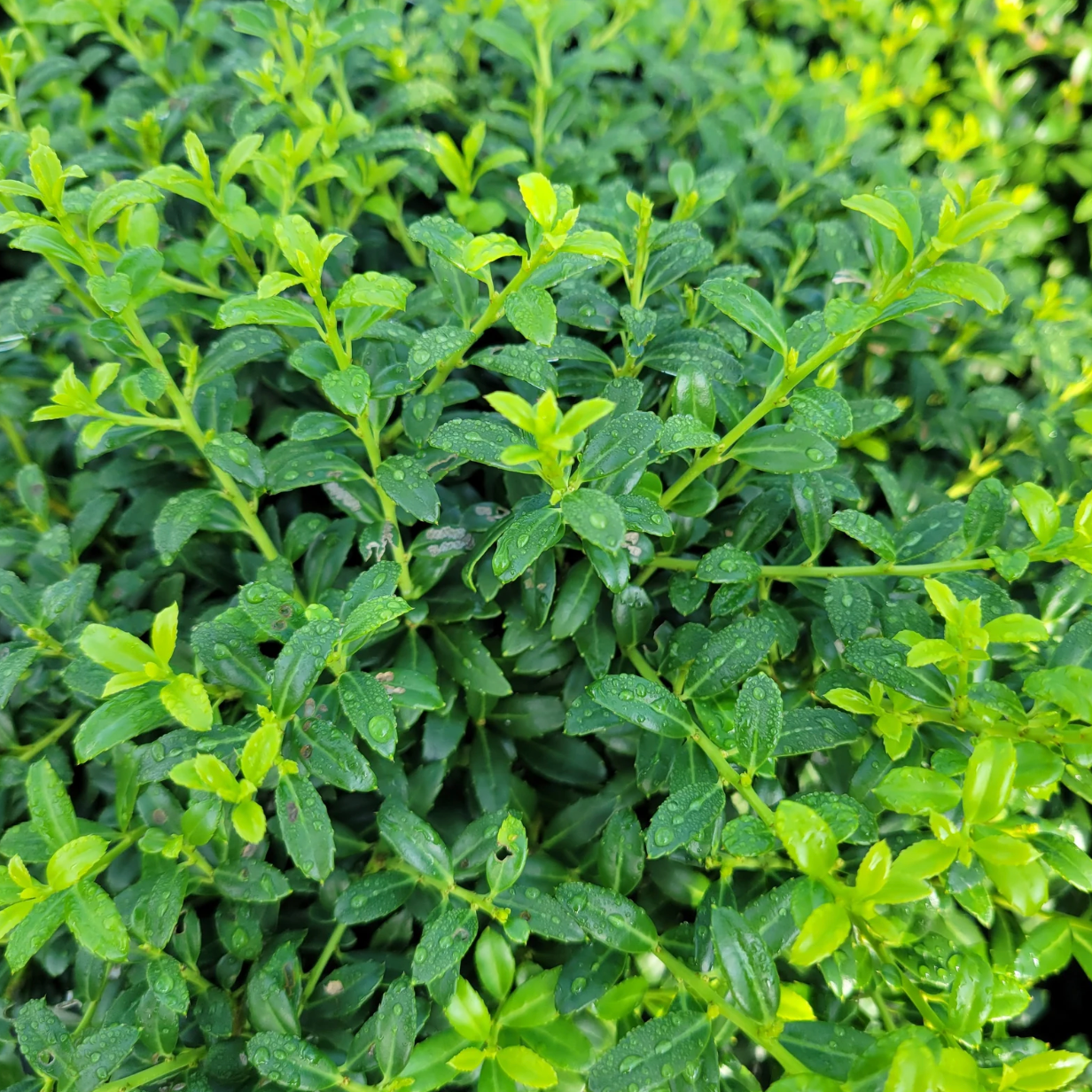 Soft Touch Japanese Holly | Ilex crenata 'Soft Touch'