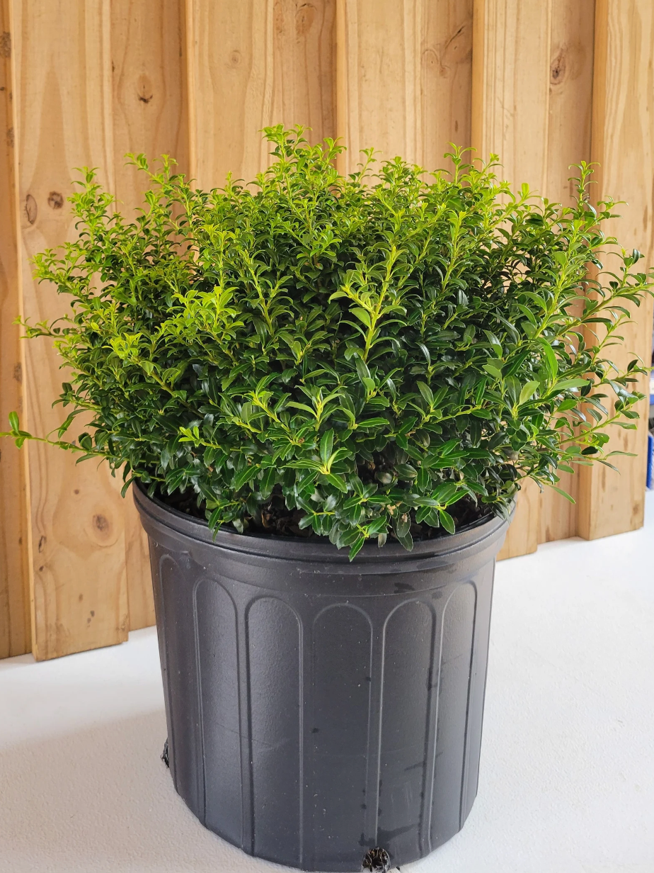 Soft Touch Japanese Holly | Ilex crenata 'Soft Touch'