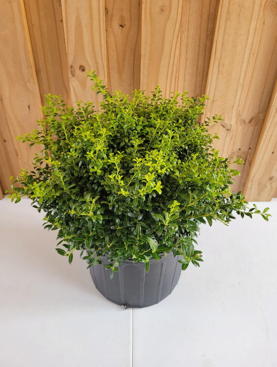 Soft Touch Japanese Holly | Ilex crenata 'Soft Touch'