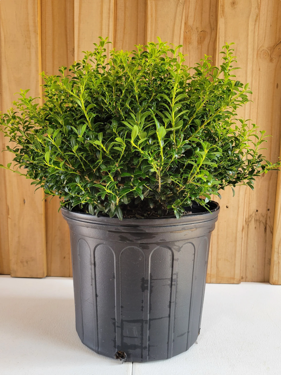 Soft Touch Japanese Holly | Ilex crenata 'Soft Touch'