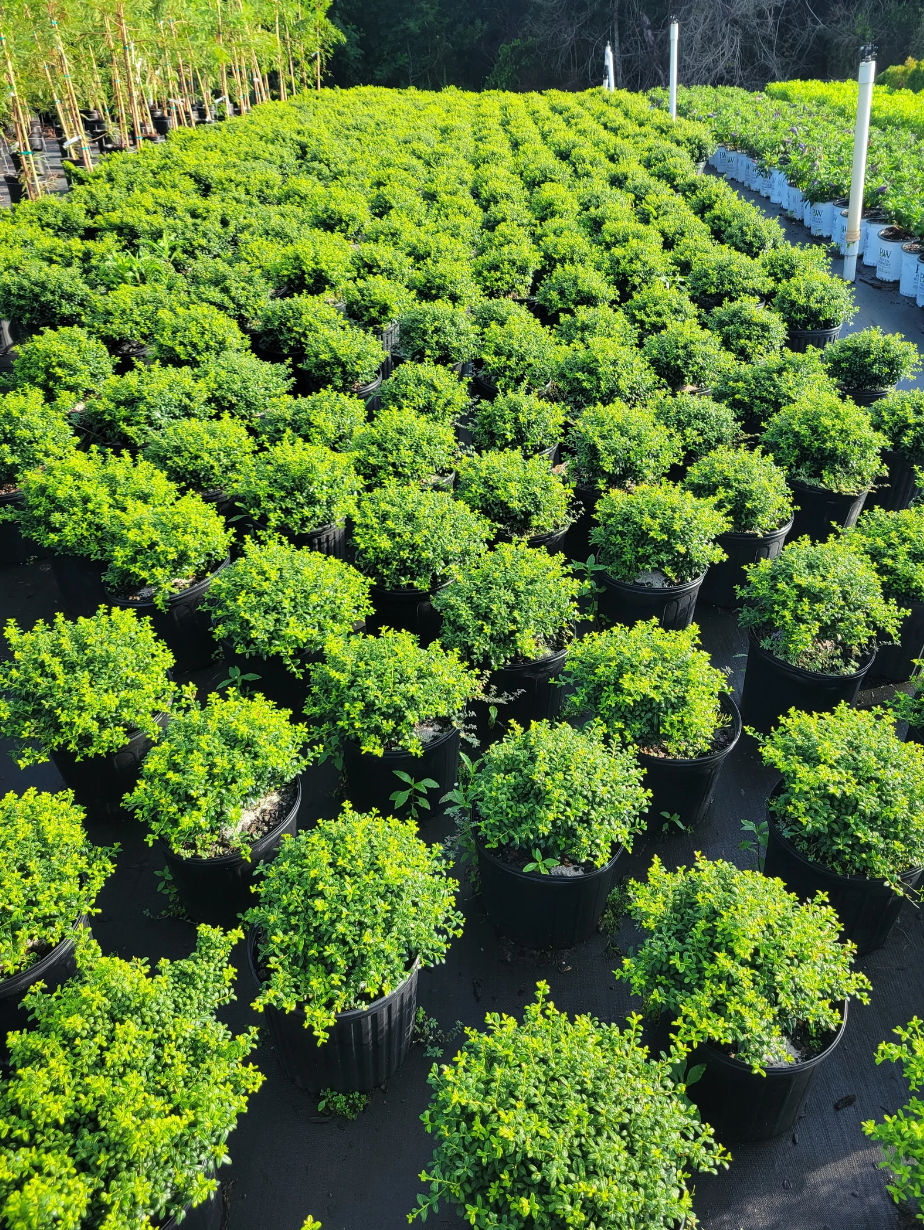 Soft Touch Japanese Holly | Ilex crenata 'Soft Touch'