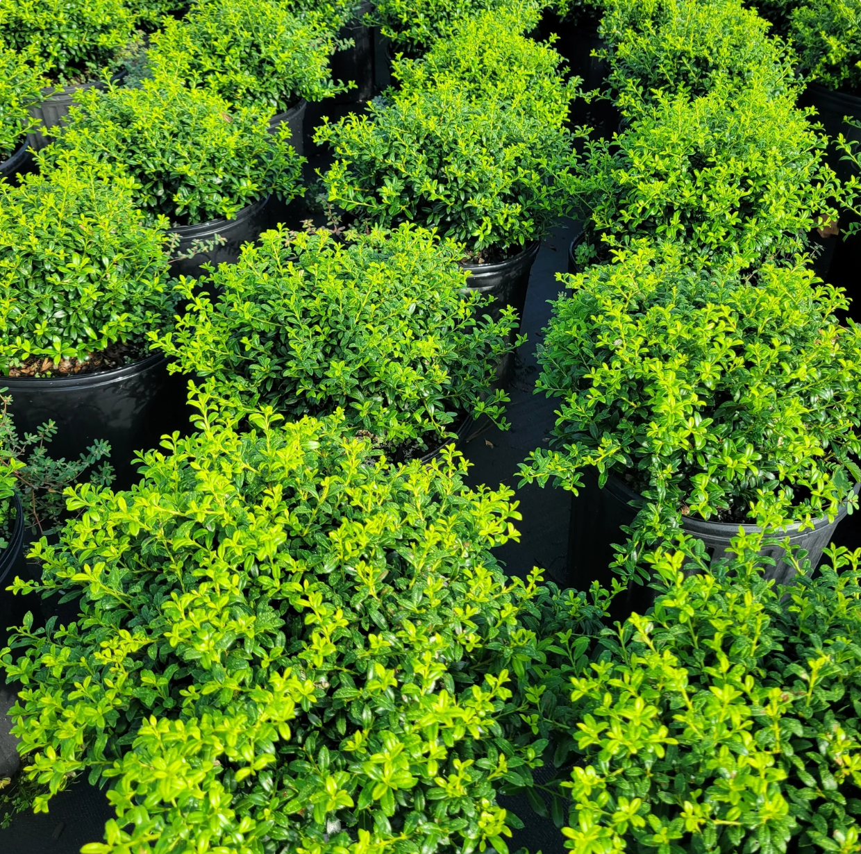 Soft Touch Japanese Holly | Ilex crenata 'Soft Touch'