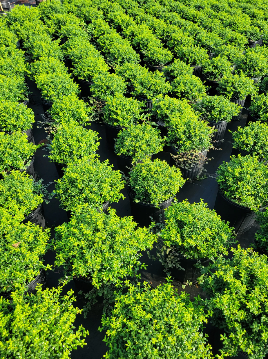 Soft Touch Japanese Holly | Ilex crenata 'Soft Touch'
