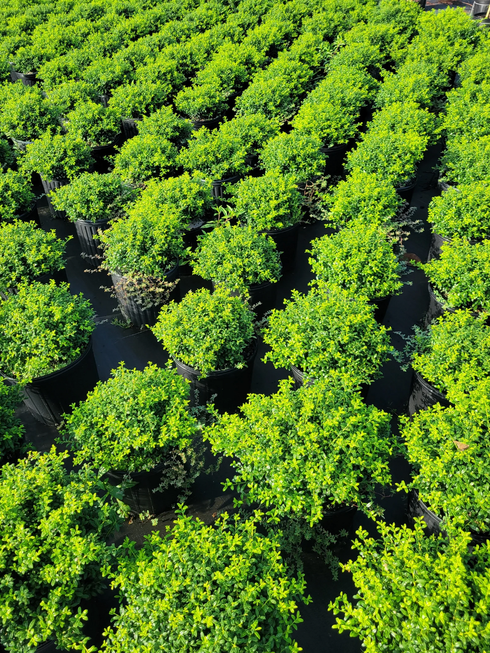 Soft Touch Japanese Holly | Ilex crenata 'Soft Touch'