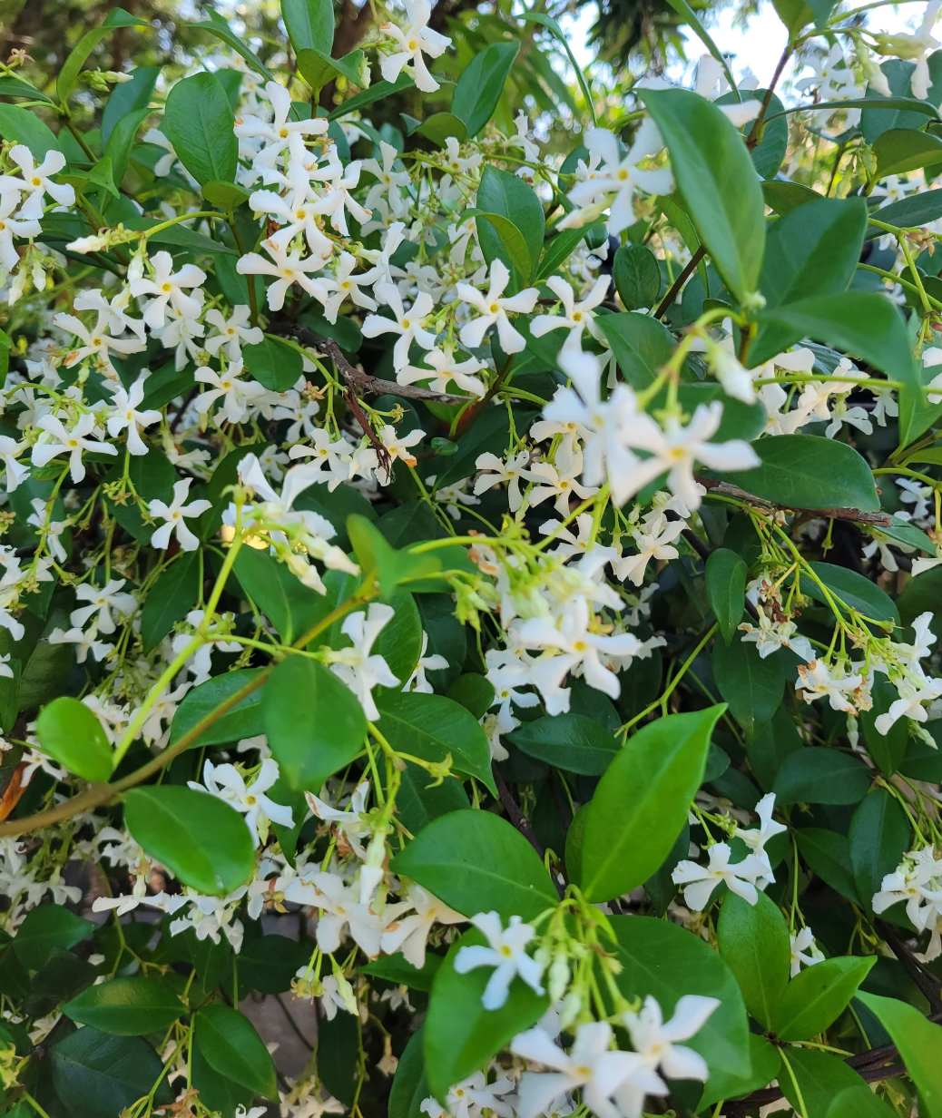 Star Jasmine Vine | Trachelospermum jasminoides