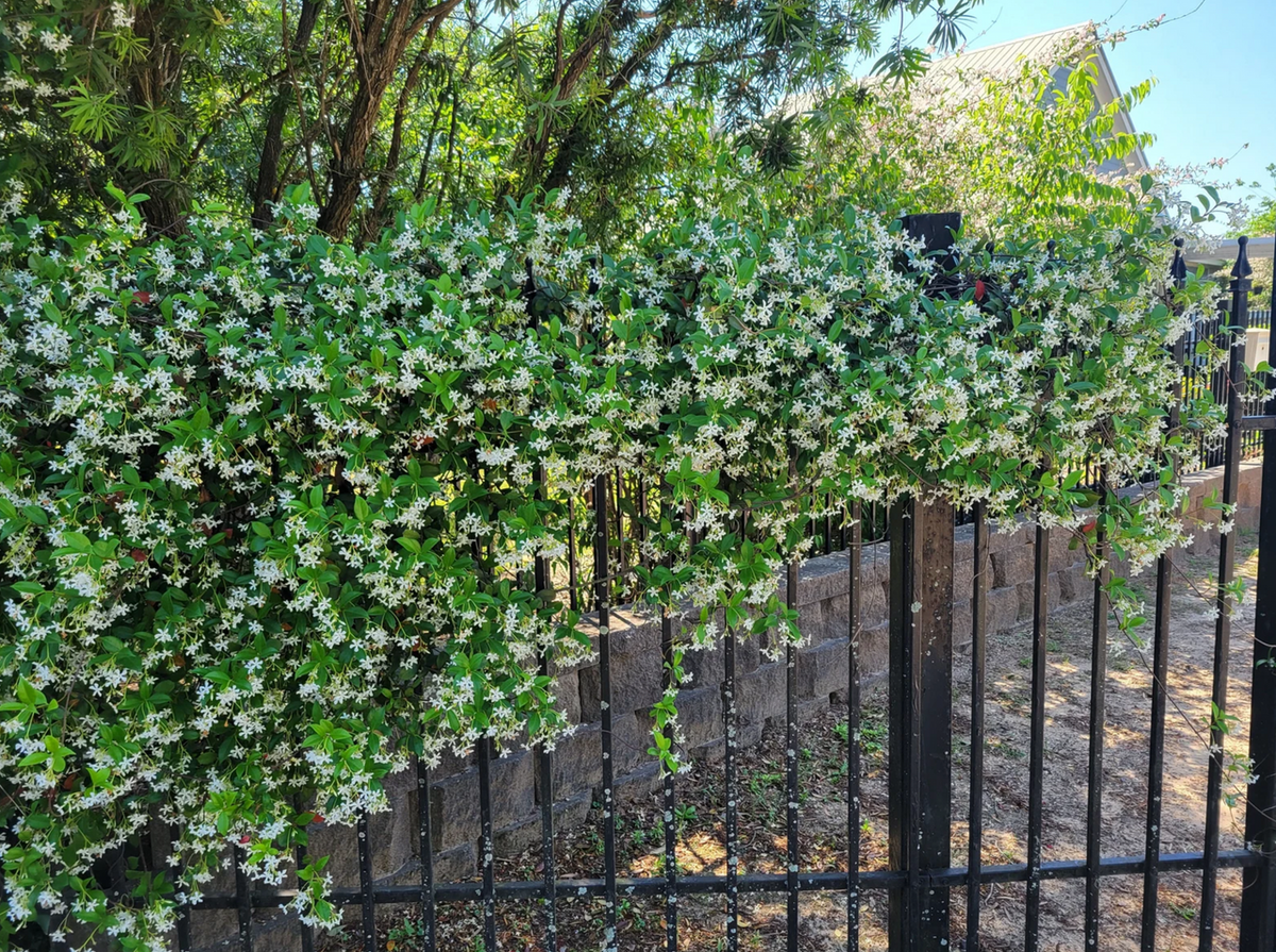Star Jasmine Vine | Trachelospermum jasminoides