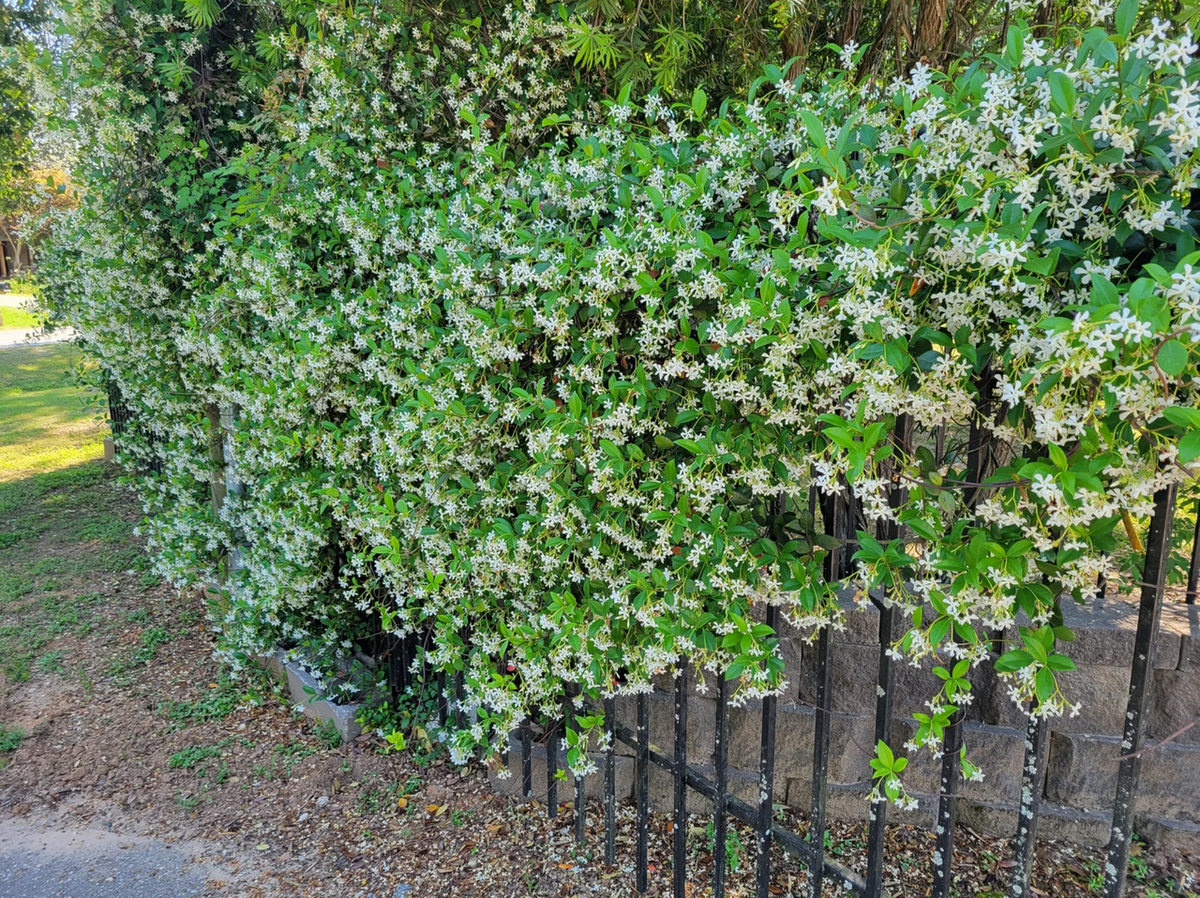 Star Jasmine Vine | Trachelospermum jasminoides