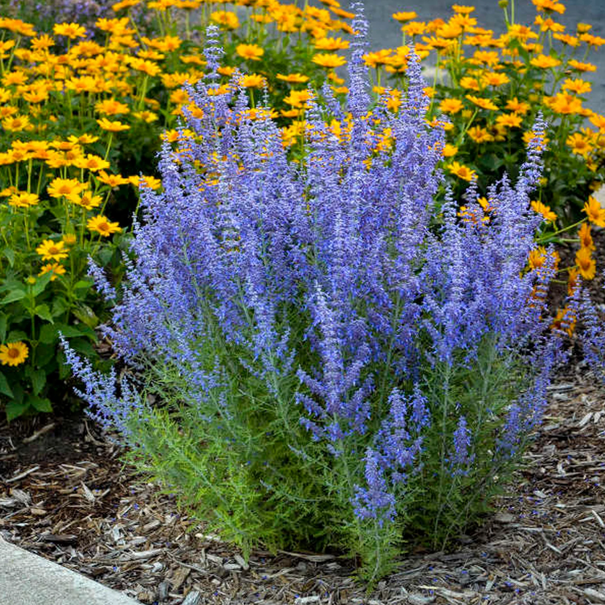 Denim 'n Lace Russian Sage | Perovskia atriplicifolia 'Denim 'n Lace'