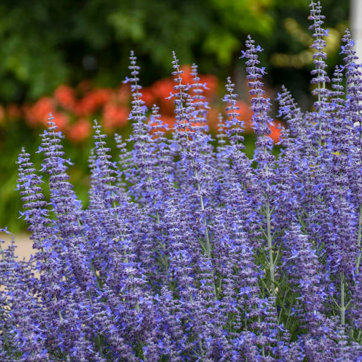 Denim 'n Lace Russian Sage | Perovskia atriplicifolia 'Denim 'n Lace'