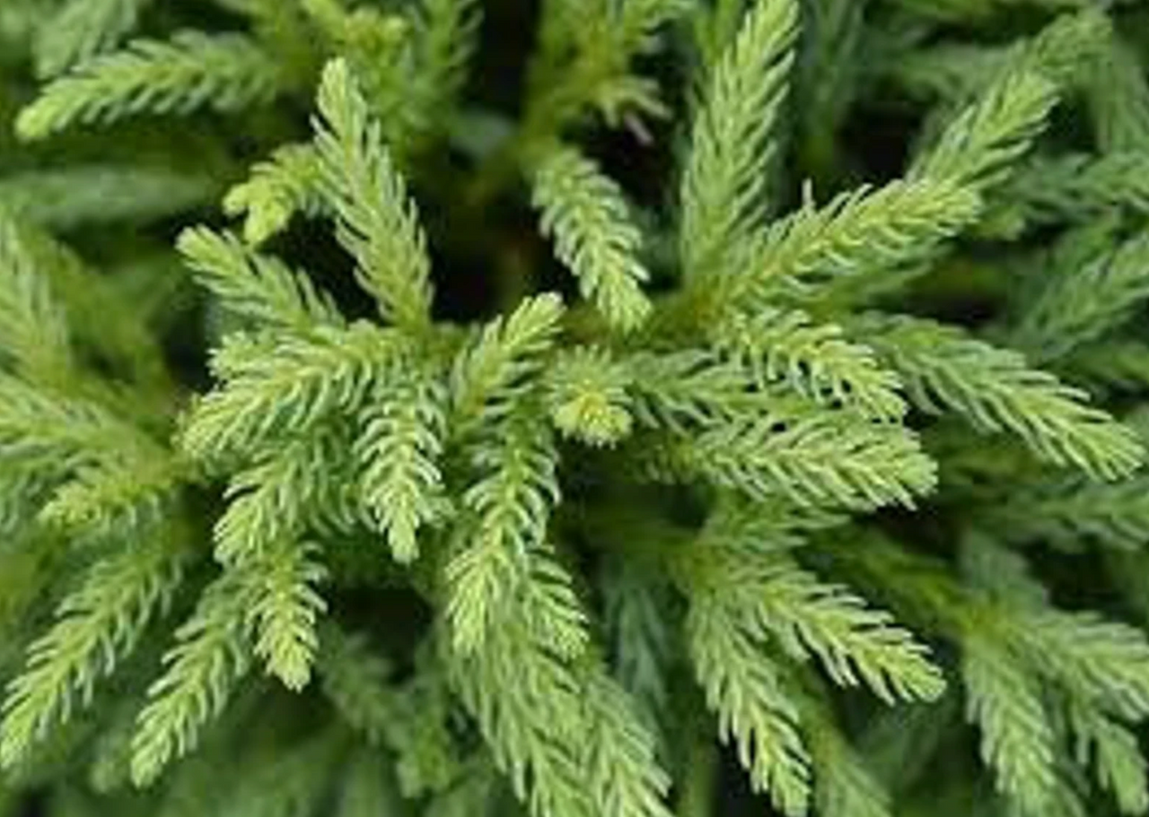Dwarf Japanese Cedar | Cryptomeria japonica 'Globosa Nana'