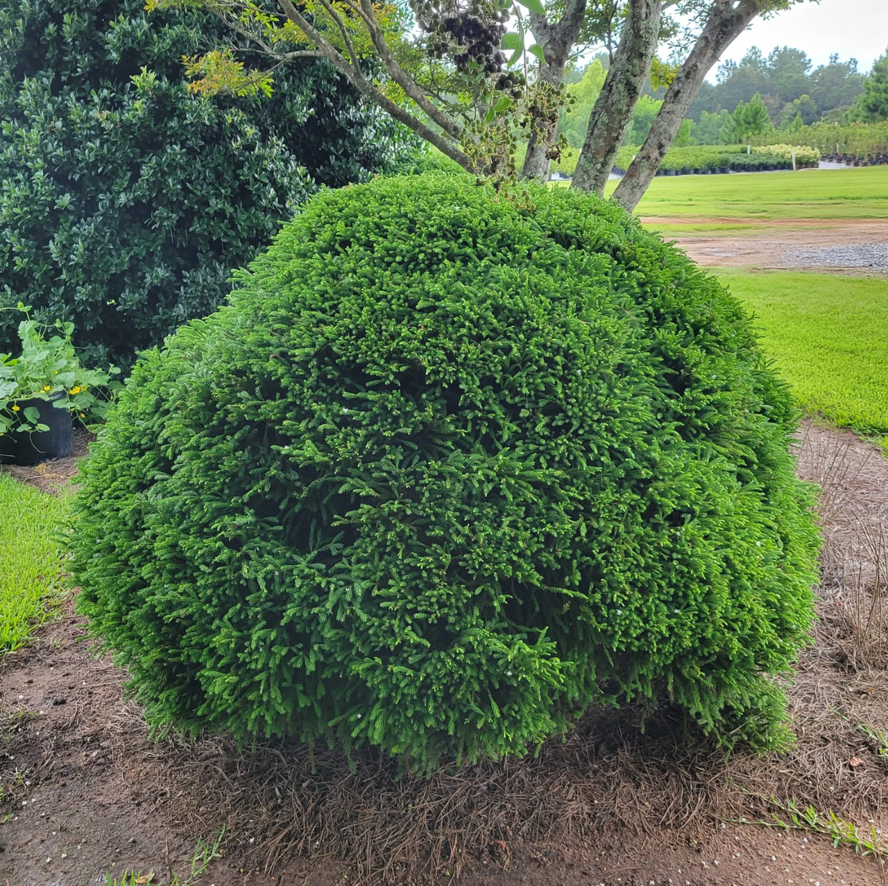 Dwarf Japanese Cedar | Cryptomeria japonica 'Globosa Nana'