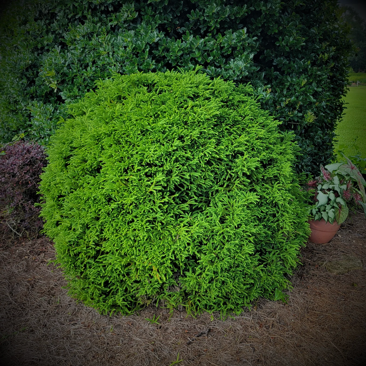 Dwarf Japanese Cedar | Cryptomeria japonica 'Globosa Nana'
