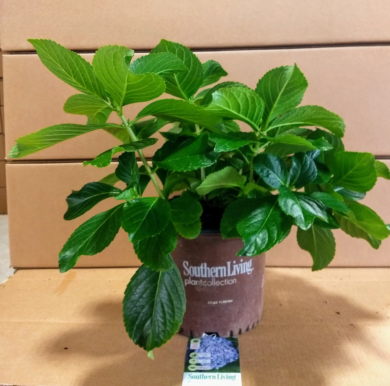 Big Daddy Hydrangea