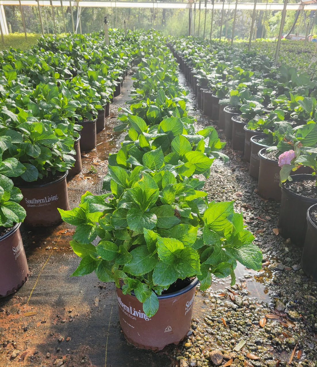Big Daddy Hydrangea
