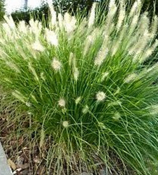 Dwarf Fountain Grass - Pennisetum alopecuroides 'Hameln'