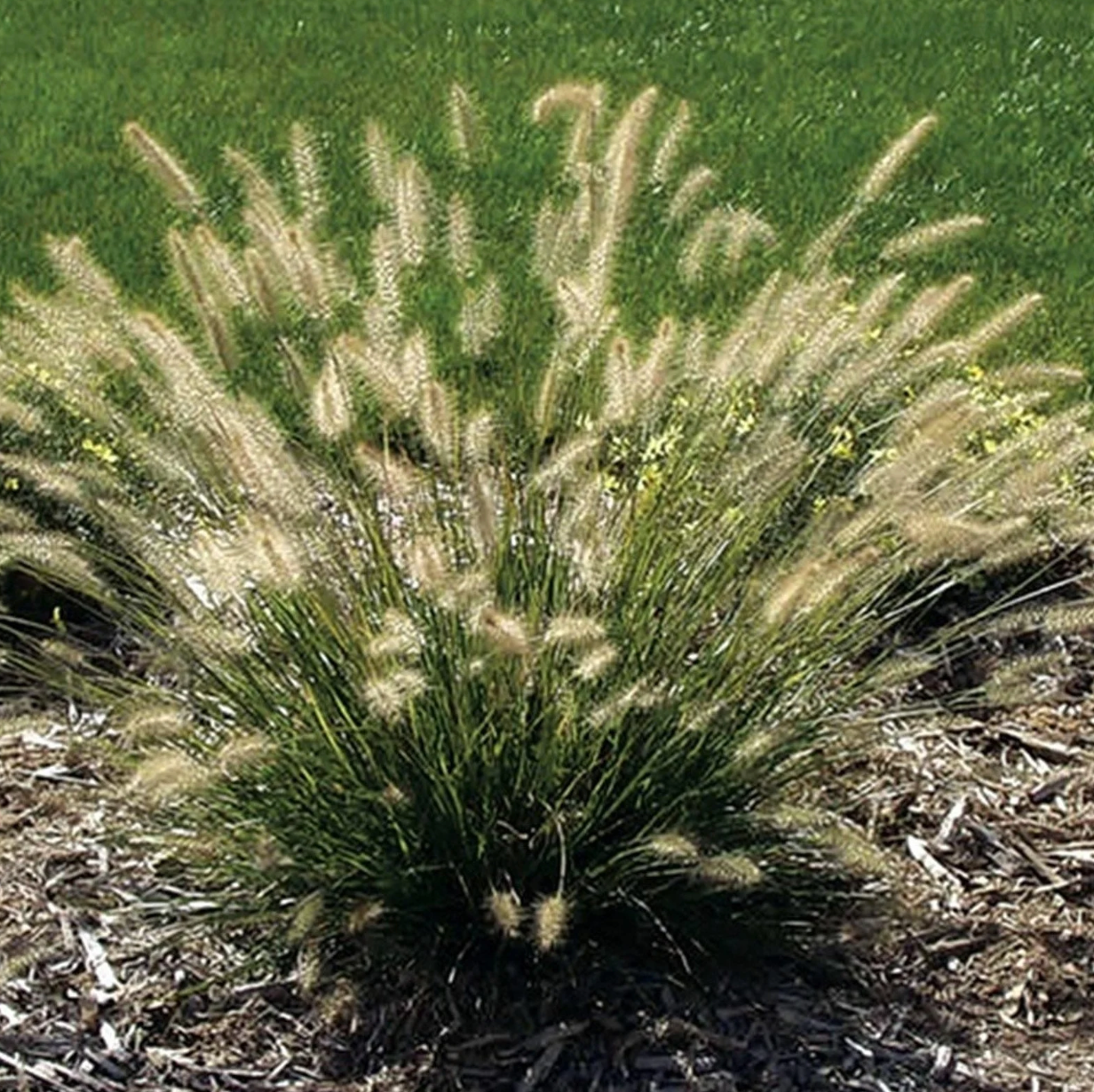 Dwarf Fountain Grass | Pennisetum alopecuroides 'Hameln'
