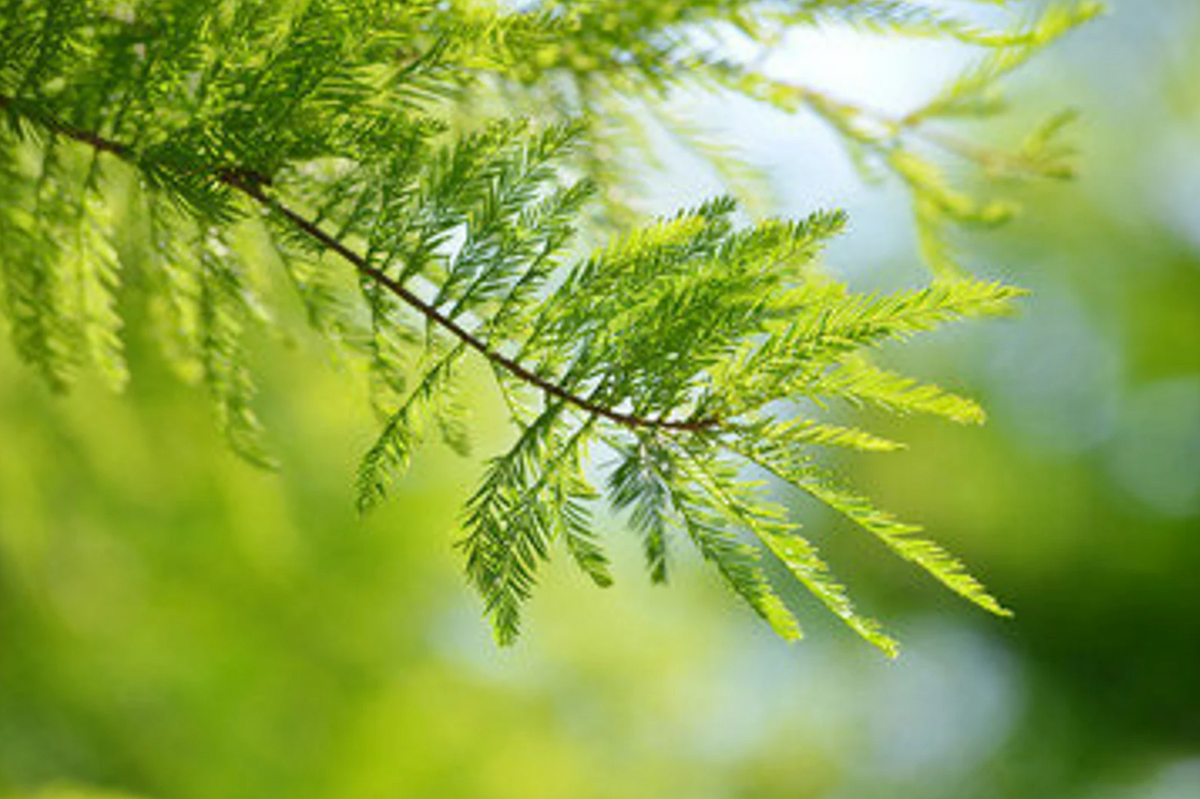 Bald Cypress | Taxodium distichum