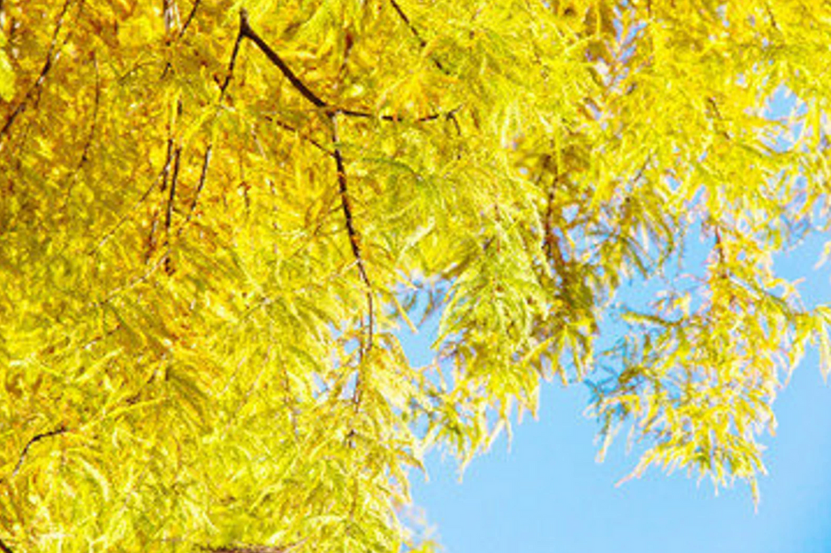 Bald Cypress | Taxodium distichum