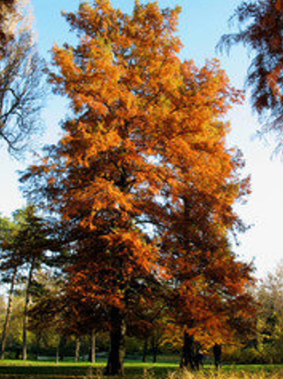 Bald Cypress | Taxodium distichum