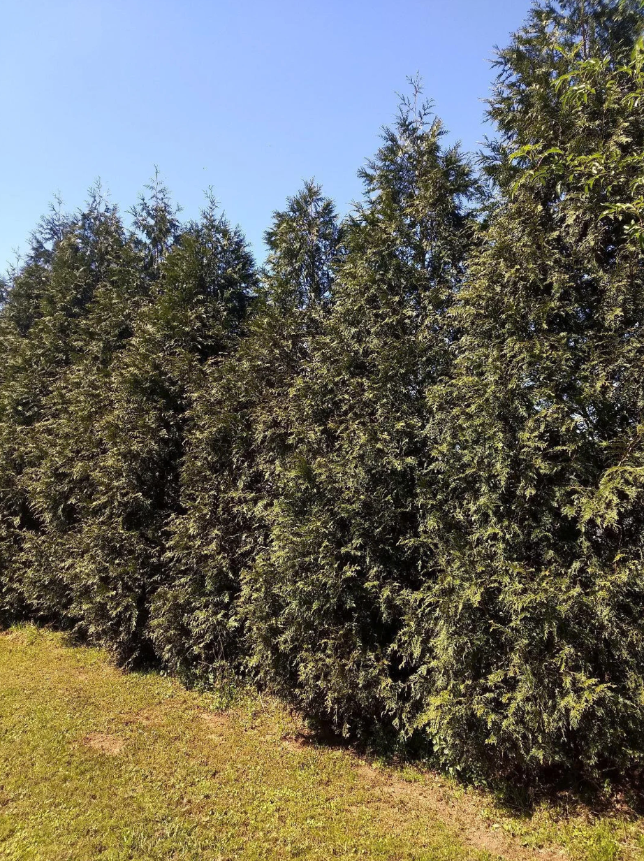 Thuja Green Giant Screen Packs - Fast Growing Privacy Trees- Free Shipping