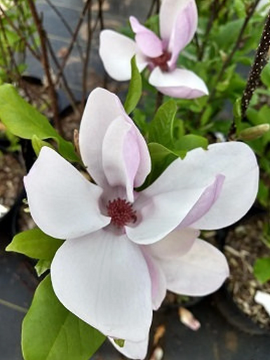 Jane Magnolia Tulip Tree