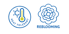 Starfield™ Reblooming Hydrangea – Bloomin’ Easy® Collection