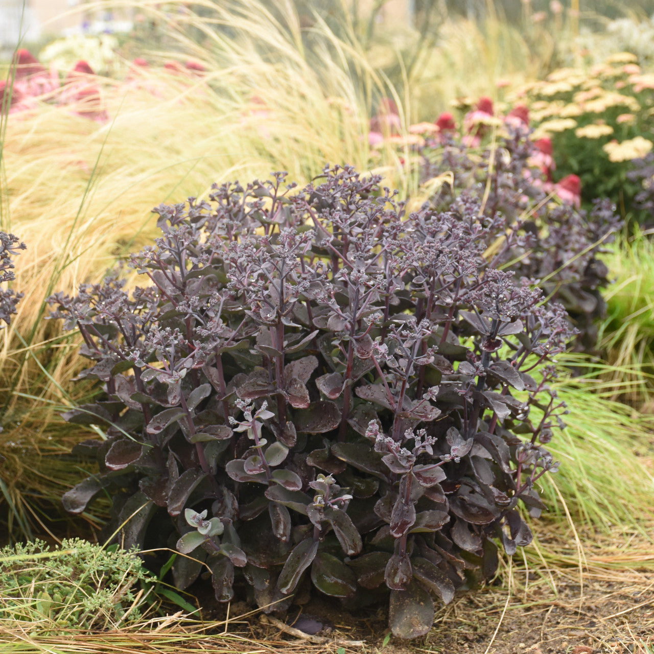 Sedum 'Back in Black'