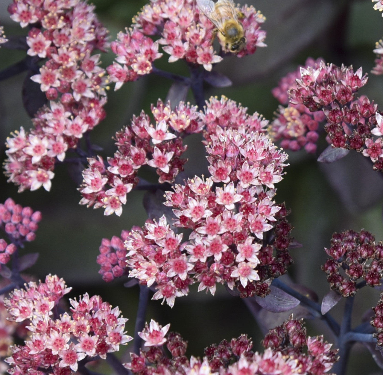 Sedum 'Back in Black'